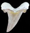 Auriculatus Shark Tooth - Dakhla, Morocco (Restored) #58419-2